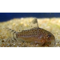 Corydoras Punctatus 2,5-3cm Corydoras Punctatus 2,5-3cm
